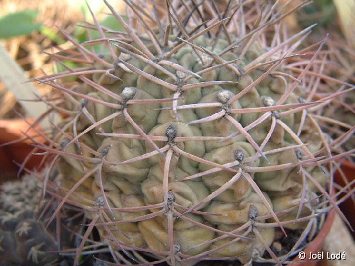 Gymnocalycium schickendantzii JL1999 ex sp P875 Dscf4498